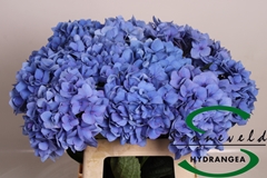 Hydr Macr Pimpernel 60cm 10cm Ø
