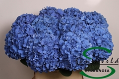 Hydr Macr Pimpernel 60cm 17cm Ø
