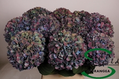 Hydr Ma Pimpernel Cl 100cm 22cm Ø