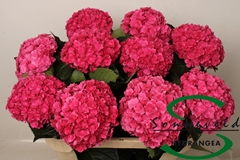 Hydr M Roy Anastasia 75cm 16cm Ø