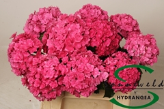 Hydr M Roy Anastasia 60cm 9cm Ø