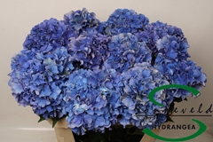 Hydr M Royal Parade 75cm 16cm Ø