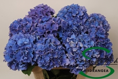 Hydr M Royal Parade 60cm 15cm Ø