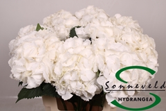Hydr M Royal Princes 60cm 15cm Ø