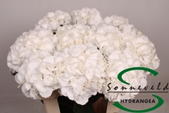 Hydr M Royal Princes 75cm 16cm Ø