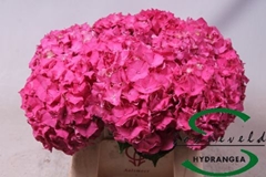 Hydr M Ma Sibbila Red 50cm 15cm Ø