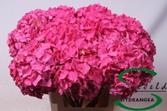 Hydr M Ma Sibbila Red 75cm 16cm Ø