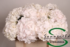 Hydr Sw Verena Champagne 50cm 14cm Ø