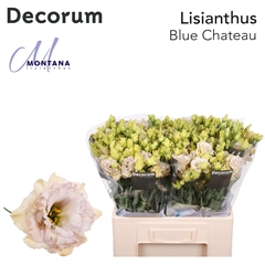 Eus G Blue Chateau 60cm