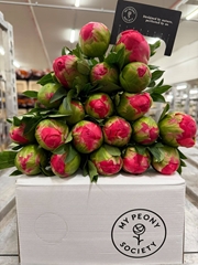 Paeonia Coral Sunset 55cm 23 Cl