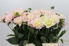 Dahl Dianas Memory 60cm
