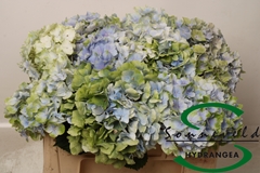 Hydr Verena Classic 50cm 16cm Ø