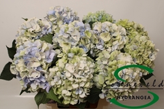 Hydr Verena Classic 60cm 18cm Ø