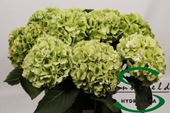 Hydr Verena Classic 60cm 19cm Ø
