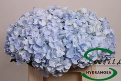 Hydr M Verena Blue 50cm 14cm Ø