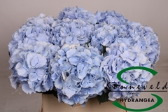 Hydr M Verena Blue 80cm 17cm Ø