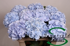 Hydr M Verena Blue 75cm 16cm Ø