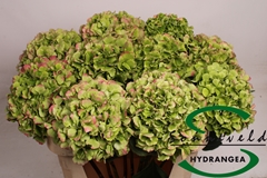Hydr Verena Classic 75cm 17cm Ø