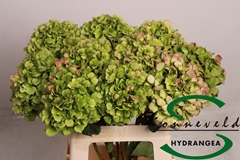 Hydr Verena Classic 60cm 10cm Ø