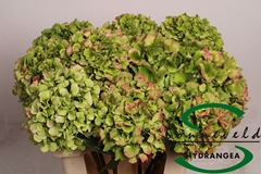 Hydr Verena Classic 60cm 15cm Ø