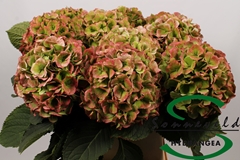 Hydr Verena Classic 90cm 19cm Ø