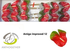 Anth A Amigo Improve 13cm Ø