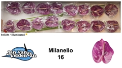 Anth A Milanello 55cm 11cm Ø