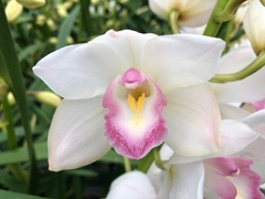 Cymb Mi Earliflor 50cm
