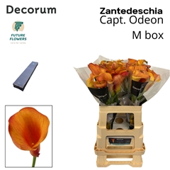 Zanted Capt. Odeon 55cm