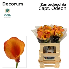 Zanted Capt. Odeon 55cm