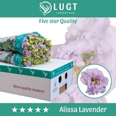 Eus G Alissa Lavende 70cm