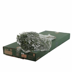 Leatherleaf 50cm