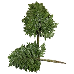 Leatherleaf 50cm