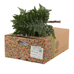 Leatherleaf 35cm
