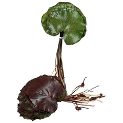 Galax Urceolata 25cm