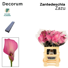 Zanted Zazu 60cm