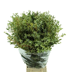 Euc Parvifolia P Bs 70cm 300gram