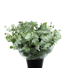 Euca Cinerea P Bunch 50cm 150gram