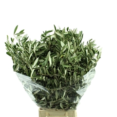 Olea Europaea Pb 60cm 300gram