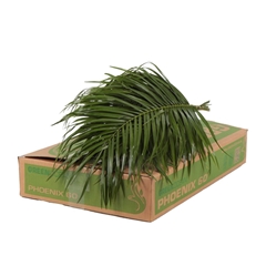 Phoenix Roebeleni Bs 60cm