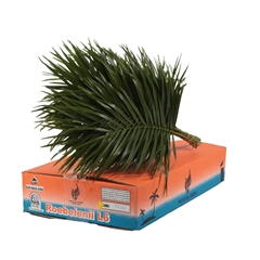 Phoenix Roebeleni Bs 60cm