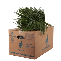 Phoenix Roebeleni Bs 50cm