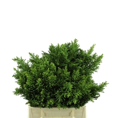Chama Ob Crippsii Bs 40cm