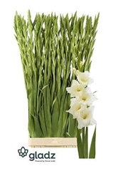 Glad Gr Speed Date 130cm 210gram