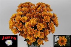 Chr T Orangina 70cm 75gram