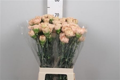 Di St Lege Marrone 70cm 23