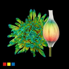 Chr G Stravin Klb H% 70cm