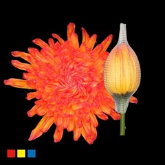 Chr G Stravin Klb H% 70cm