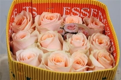 R Gr Felicity 60cm