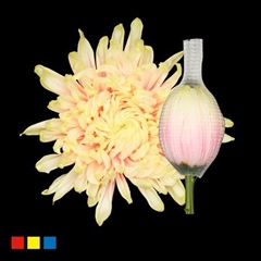 Chr G Stravin Klb H% 70cm